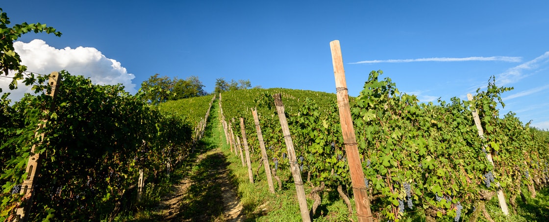 Vineyards